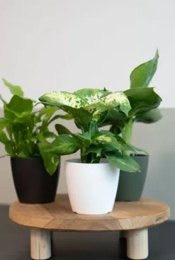 Artevasi San Remo Pot - wit