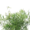 Asparagus falcatus - Sierasperge