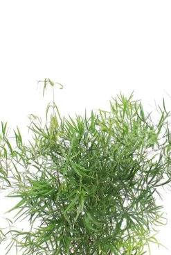 Asparagus falcatus - Sierasperge