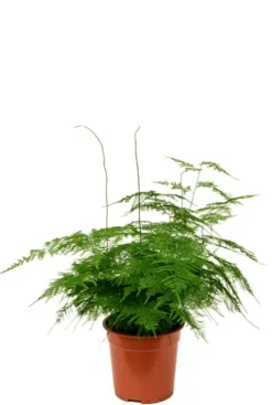 Asparagus plumoses - Sierasperge