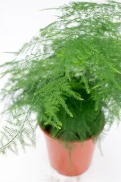 Asparagus plumoses - Sierasperge