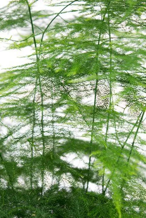 Asparagus plumoses - Sierasperge