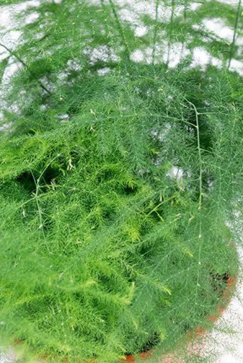 Asparagus plumoses - Sierasperge