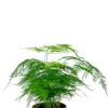 Asparagus plumosus - Sierasperge