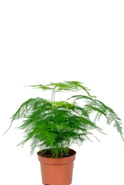 Asparagus plumosus - Sierasperge