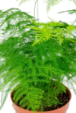 Asparagus plumosus - Sierasperge