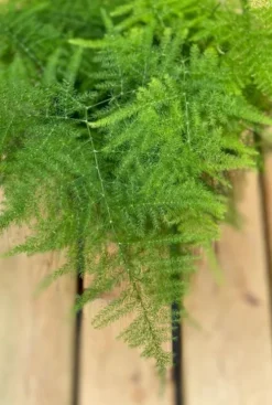 Asparagus plumosus - Sierasperge