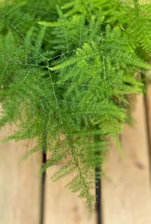 Asparagus plumosus - Sierasperge