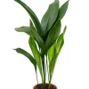 Aspidistra elatior - Kwartjesplant