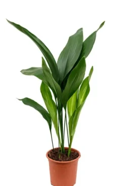 Aspidistra elatior - Kwartjesplant