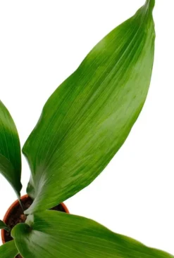 Aspidistra Eliator - Kwartjesplant