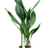 Aspidistra Eliator - Kwartjesplant