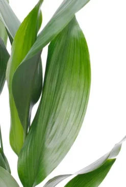 Aspidistra Eliator - Kwartjesplant