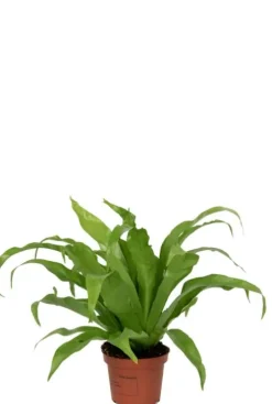 Asplenium antiquum - Streepvaren