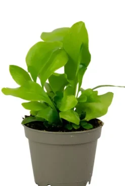 Asplenium Nidus - Stekje