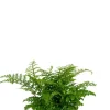 Asplenium Parvati - Streepvaren