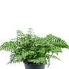 Asplenium parvati - Streepvaren