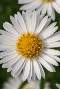 Aster dumosus Apollo - Herfstaster