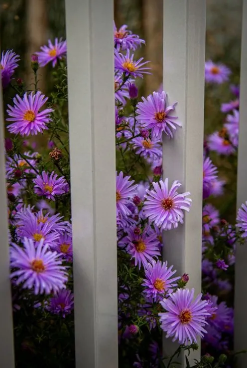 Aster dumosus Professor Anton Kippenberg - Herfstaster