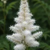 Astilbe arendsii Astary White - Pluimspirea