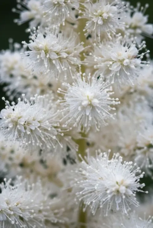 Astilbe arendsii Astary White - Pluimspirea