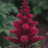 Astilbe arendsii Fanal - Pluimspirea