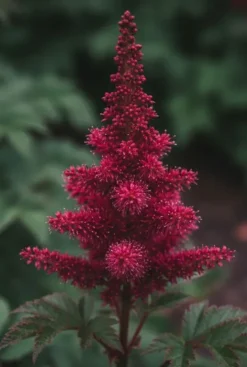 Astilbe arendsii Fanal - Pluimspirea
