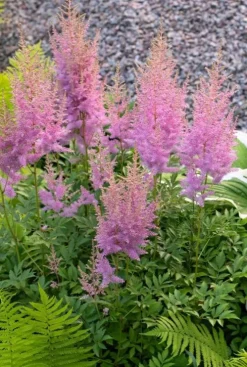 Astilbe chinensis Pumila - Pluimspirea