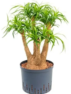 Beaucarnea recurvata - Olifantenpoot