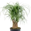 Beaucarnea Recurvata - Olifantenpoot
