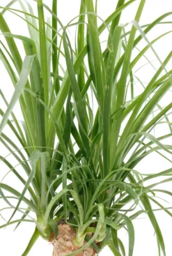 Beaucarnea recurvata - Olifantenpoot