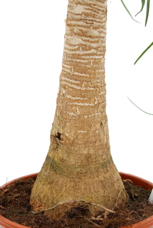 Beaucarnea recurvata - Olifantenpoot