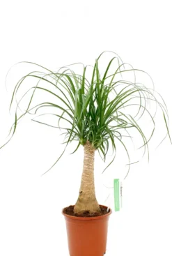 Beaucarnea recurvata - Olifantenpoot