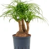 Beaucarnea recurvata - Olifantenpoot
