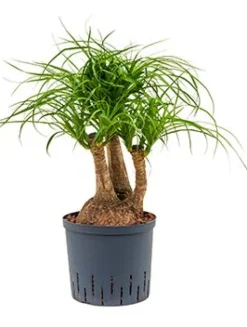 Beaucarnea recurvata - Olifantenpoot