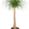Beaucarnea Recurvata - Olifantenpoot