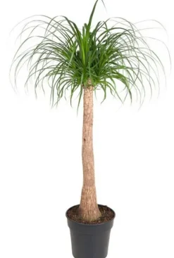 Beaucarnea Recurvata - Olifantenpoot