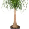 Beaucarnea recurvata - Olifantenpoot