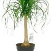 Beaucarnea Recurvata - Olifantenpoot