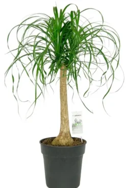 Beaucarnea Recurvata - Olifantenpoot