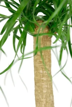 Beaucarnea Recurvata - Olifantenpoot