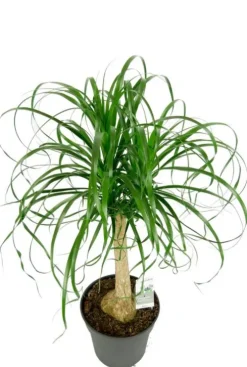 Beaucarnea Recurvata - Olifantenpoot