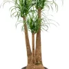 Beaucarnea recurvata - Olifantenpoot