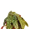 Begonia Maculata - Stippenbegonia