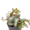 Begonia Rex Escargot - Stekje