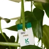 Biologische bestrijding witte vlieg