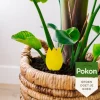 Bio vangplaatjes tegen potgrondvliegjes (15 stuks)