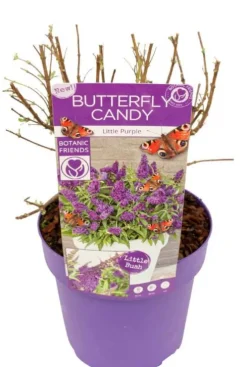 Buddleja Butterfly Candy 'Little Purple' - Vlinderstruik