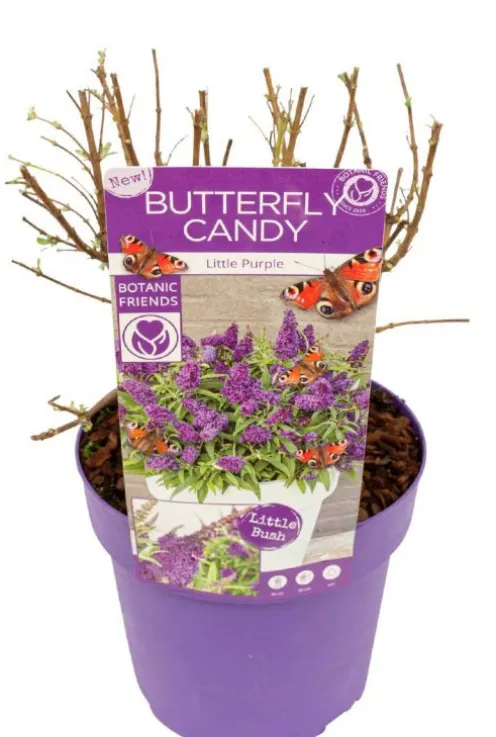 Buddleja Butterfly Candy 'Little Purple' - Vlinderstruik