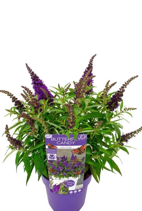 Buddleja Butterfly Candy 'Little Purple' - Vlinderstruik